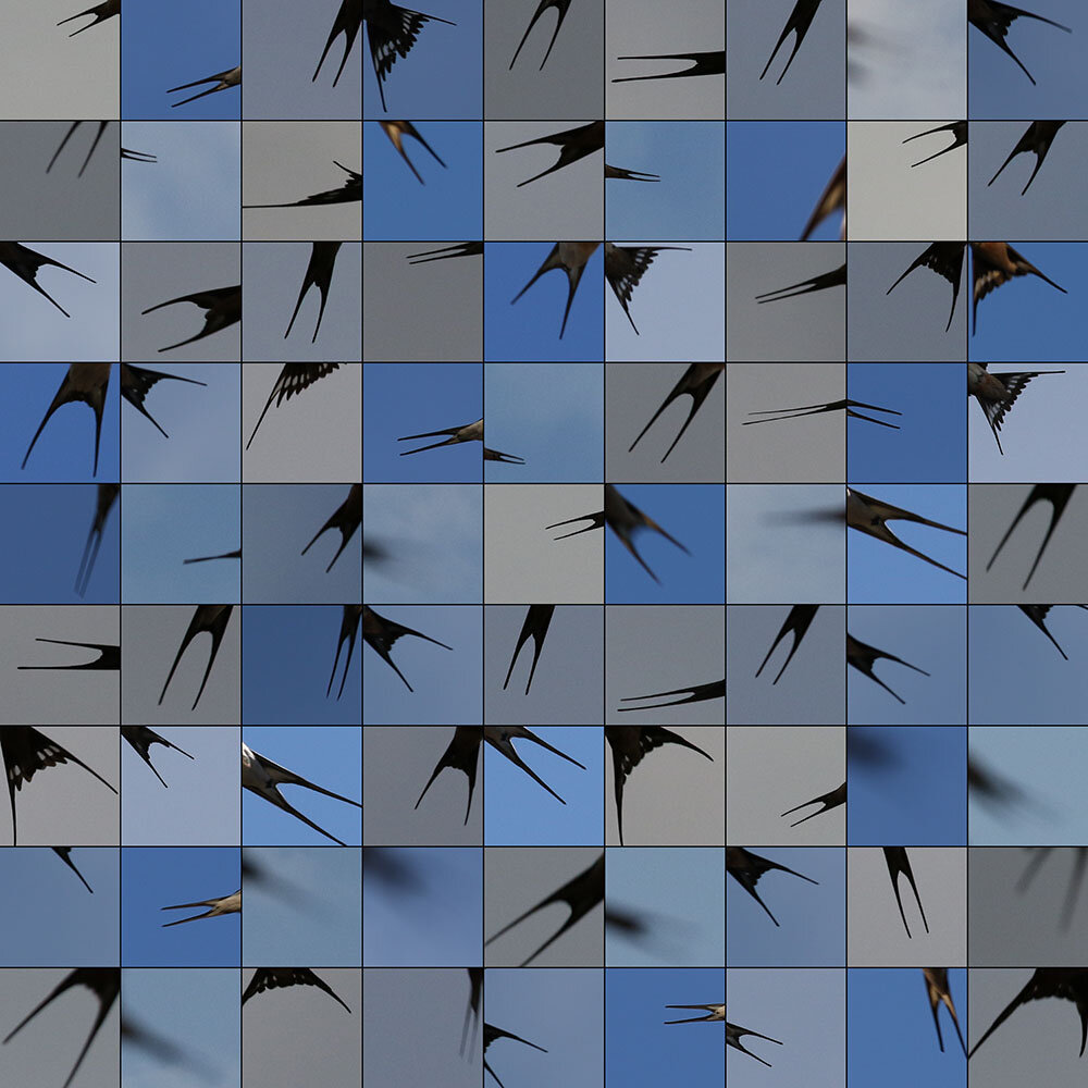 Edouard Taufenbach Captures Swallows Flight Route on Migration