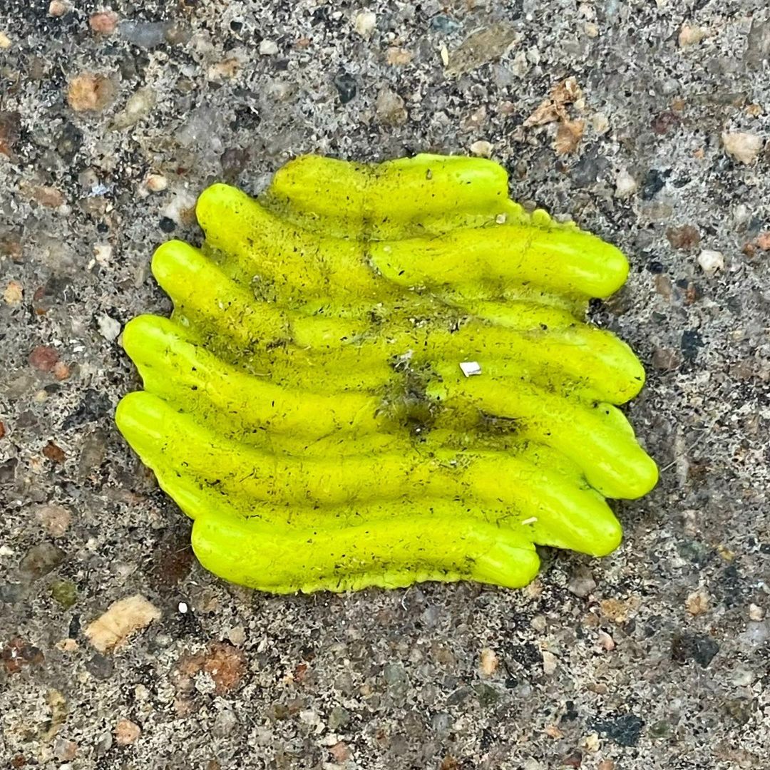Gum Shoo: A Project Dedicated to Stomped Gums